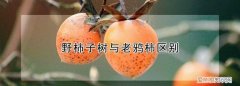 野柿子树与老鸦柿区别，野柿子和老鸭柿有什么区别