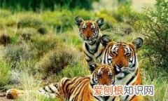 秋老虎分公母吗，2021年秋老虎厉害