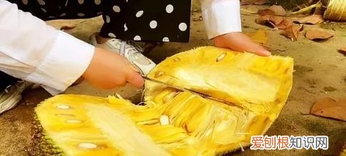 菠萝蜜怎么切