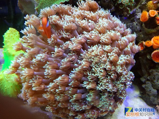 酷比魔方iplay40怎么样