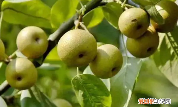 文山特产有哪些,文山有哪些可以带走的特产水果