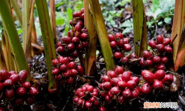 文山特产有哪些,文山有哪些可以带走的特产水果