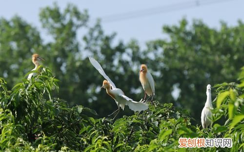 生息息是什么意思，生息繁衍的成语是什么意思