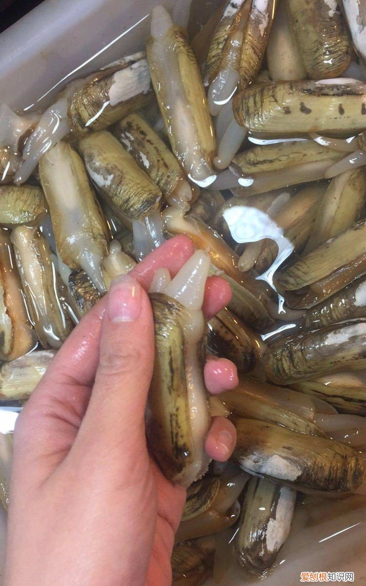 指甲贝做法 麻辣指甲贝制作方法