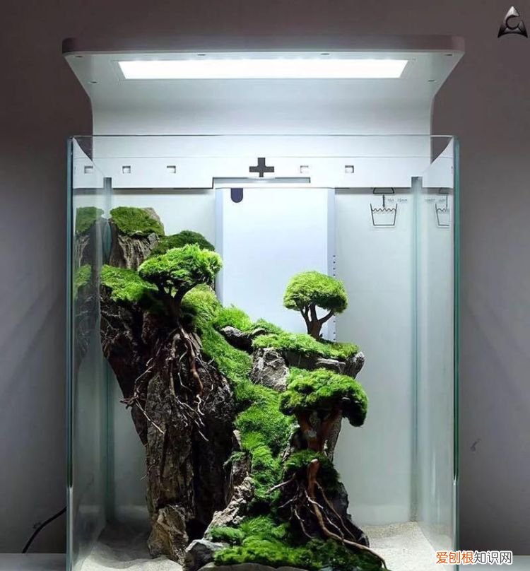 鱼缸放阳台怎么遮光,阳台放置鱼缸备用水总是长苔藓怎么办