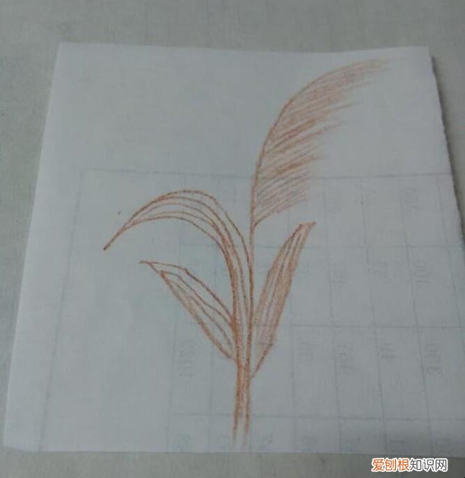 芦苇怎么画