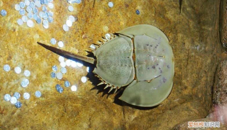 鲎有什么功效与作用