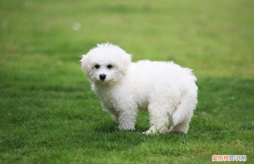 小型犬有哪些品种