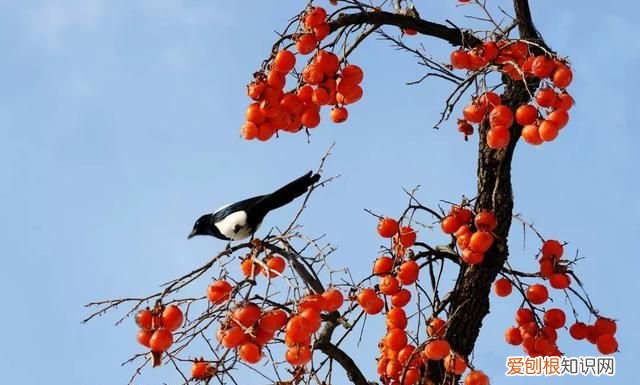 火晶柿子是甜柿还是涩柿 火晶柿子的功效与作用发涩
