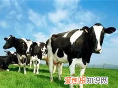 伊利金领冠1段奶粉怎么样