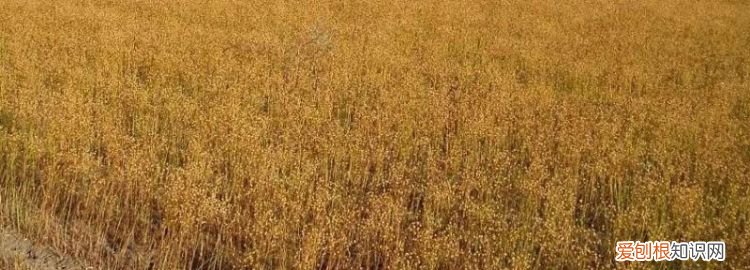 世界最大的亚麻产地国是哪里,世界上最大的亚 麻产地是哪里