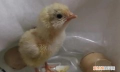 小鸡怕热吗，12天的科宝小鸡怕热