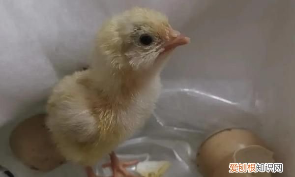 小鸡怕热吗,12天的科宝小鸡怕热