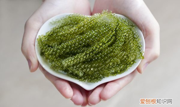 自己怎么做海藻面膜,海藻面膜用什么调效果最好