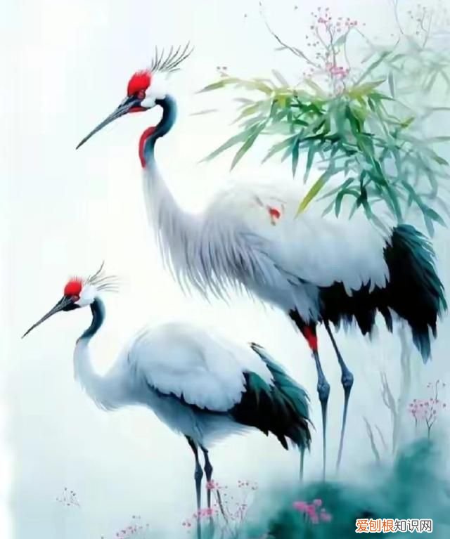 仙鹤的寓意益寿延年