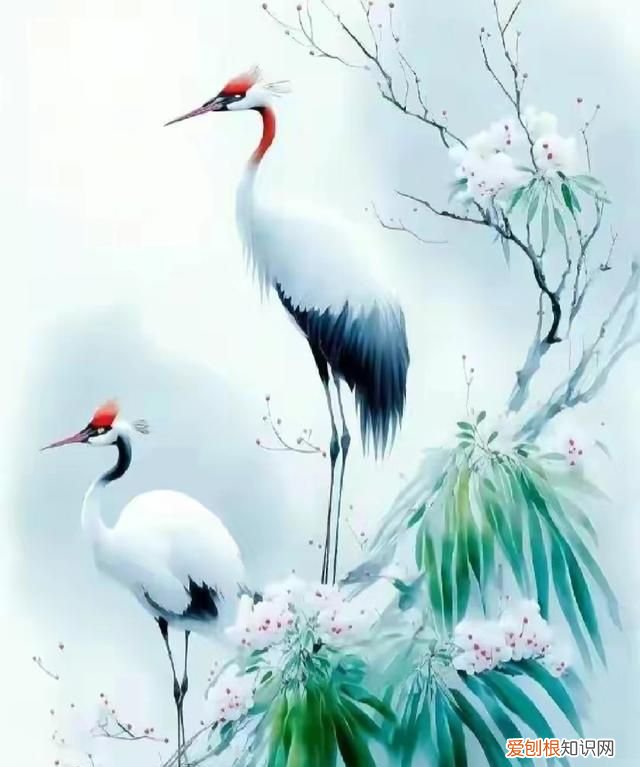 仙鹤的寓意益寿延年