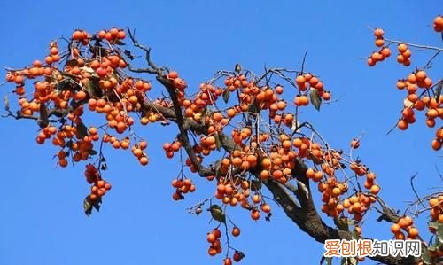 柿子应该放在太阳下晒,柿子可以在太阳底下晒吗