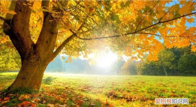 腿粗的人能长高