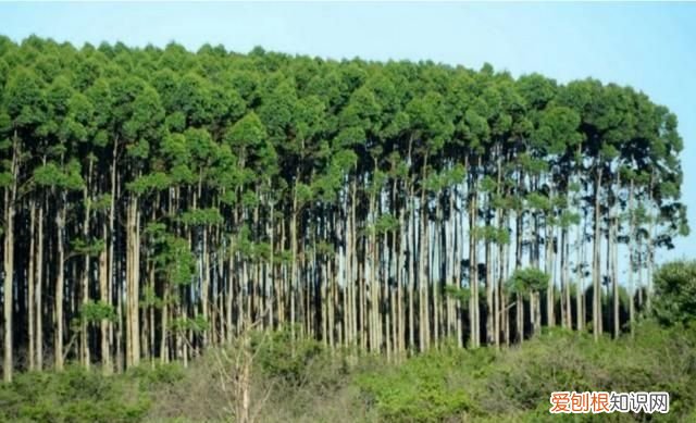 腿粗的人能长高