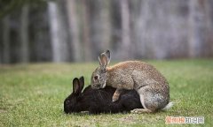 兔子配种需几天