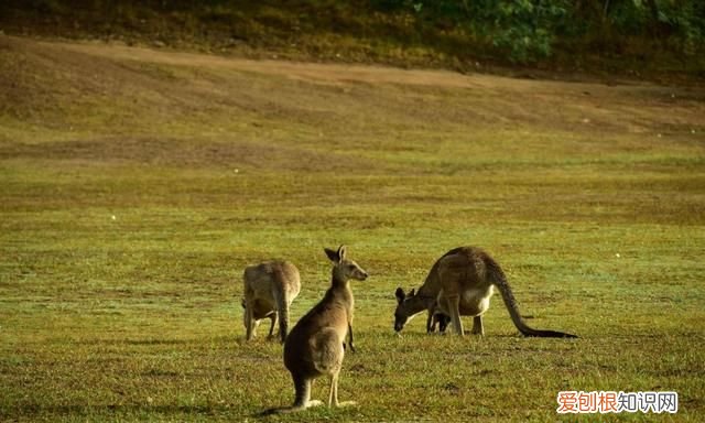 澳洲土地面积和人口