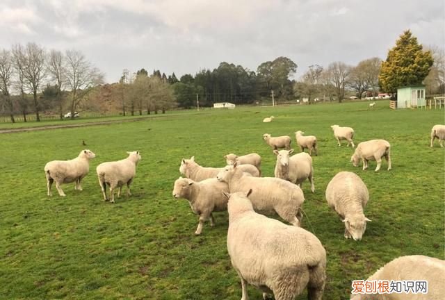澳洲土地面积和人口