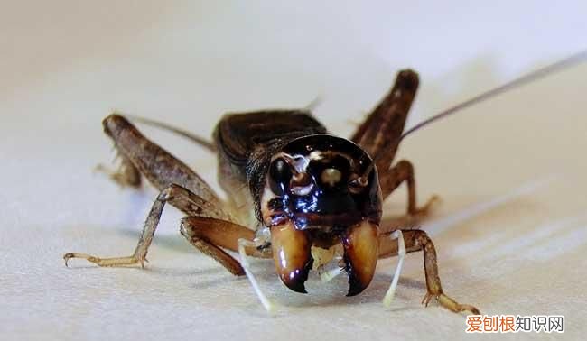 蟋蟀又称什么名字,绿色的蝈蝈叫什么名字