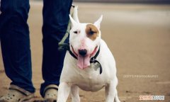 家有贱狗里的狗是什么品种