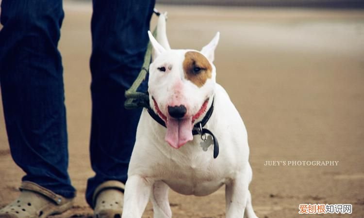 家有贱狗里的狗是什么品种