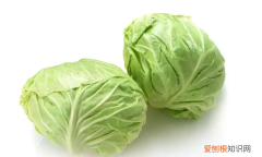 圆白菜是什么菜，圆白菜是卷心菜吗