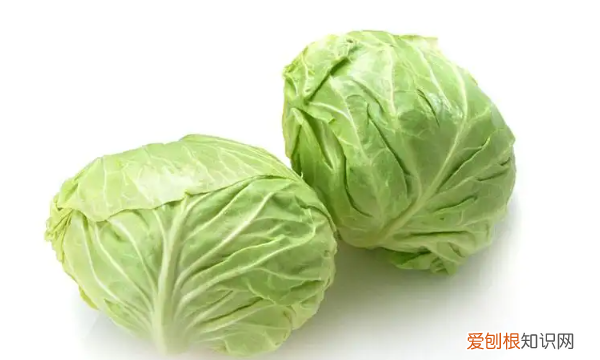 圆白菜是什么菜，圆白菜是卷心菜吗