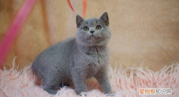 英短蓝猫什么时候绝育，英短蓝猫价格多少钱一只
