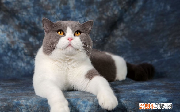 英短蓝猫什么时候绝育，英短蓝猫价格多少钱一只