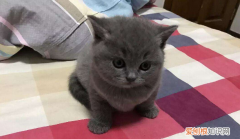 英短蓝猫什么时候绝育，英短蓝猫价格多少钱一只