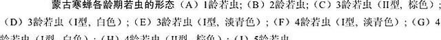 关于抓知了的事儿