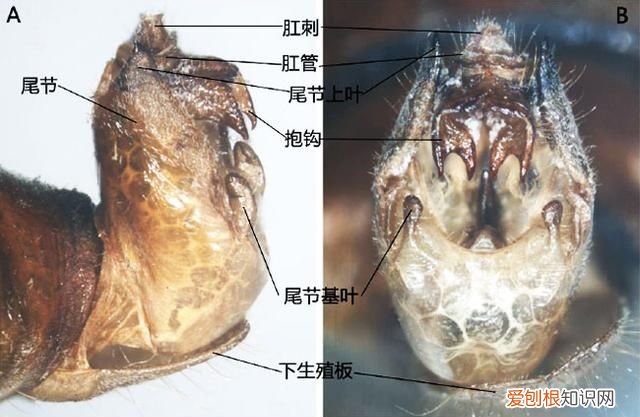 关于抓知了的事儿