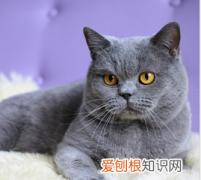 英短黑白值钱，黑色渐层猫值钱吗