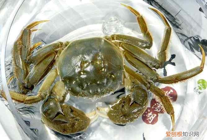 螃蟹习性，山螃蟹生活习性