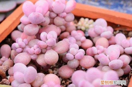桃之卵好养,桃蛋和桃美人怎么区分