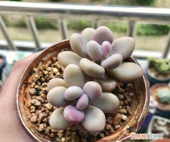 桃之卵好养,桃蛋和桃美人怎么区分