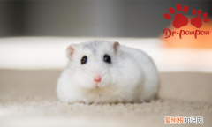 小仓鼠拉稀吃什么药，仓鼠严重腹泻还会发出吱吱的声音吗