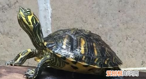 如何与巴西龟沟通,要怎样才能和我家的小乌龟沟通呢