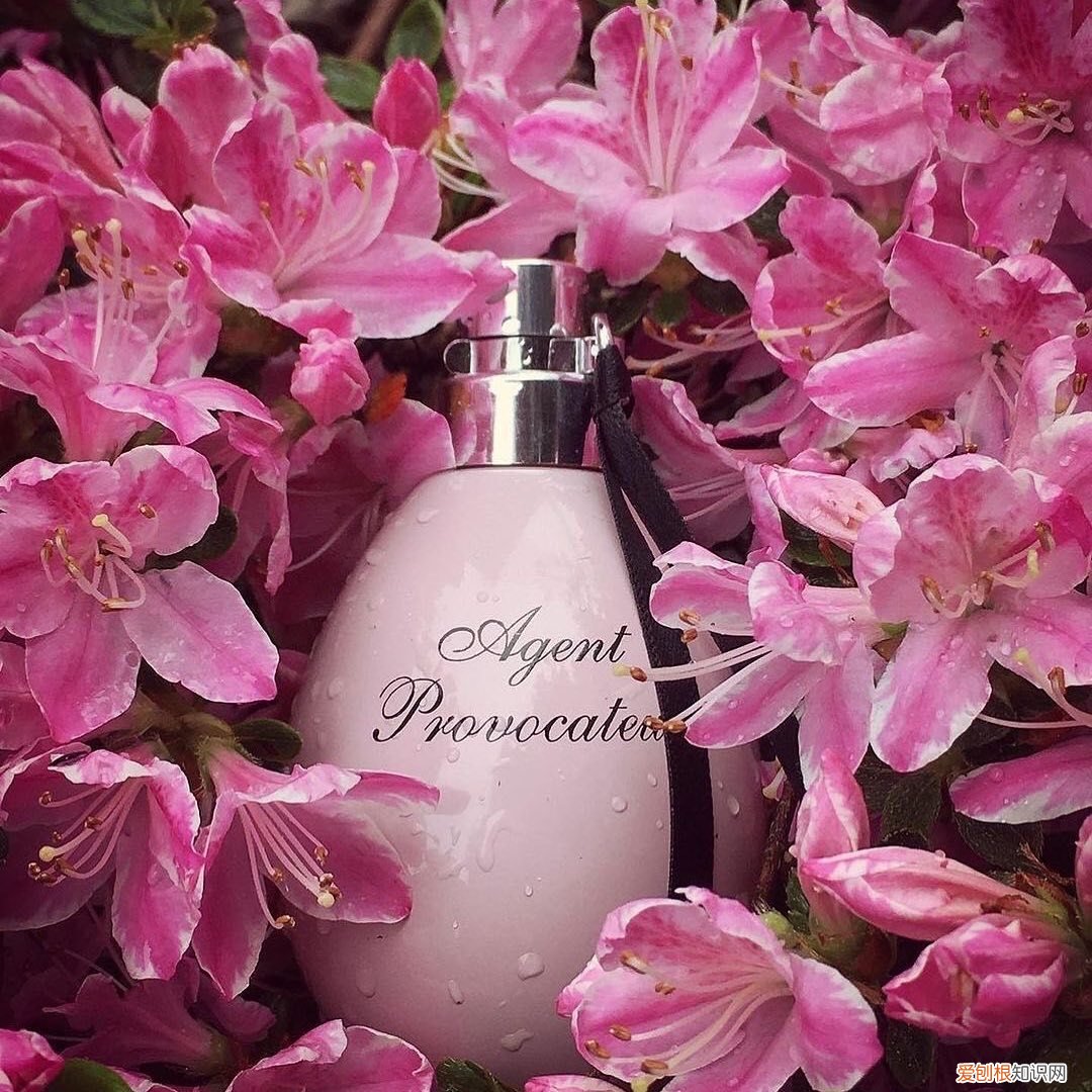 ck香水女士最受欢迎款哪款最好闻