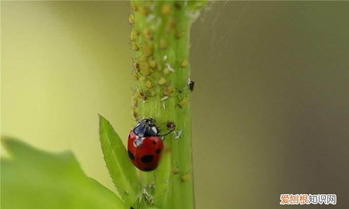 瓢虫的天敌，七星瓢虫的成虫和幼虫都是蚜虫的天敌