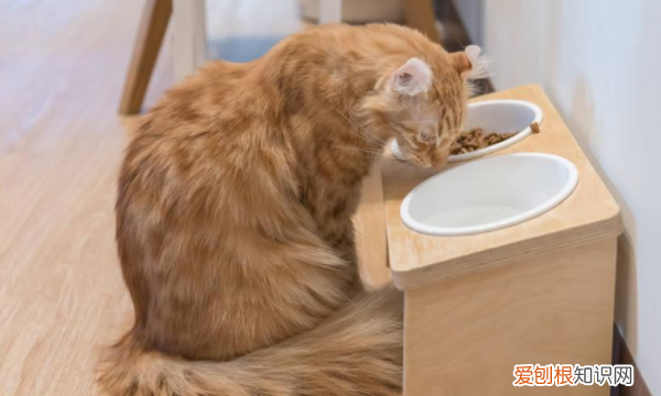 怎么让猫拉屎,猫咪拉屎很臭怎么办