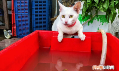 怎么让猫拉屎，猫咪拉屎很臭怎么办