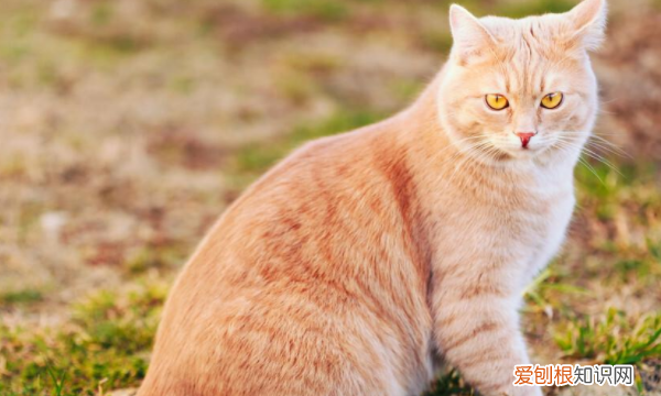 怎么让猫拉屎,猫咪拉屎很臭怎么办