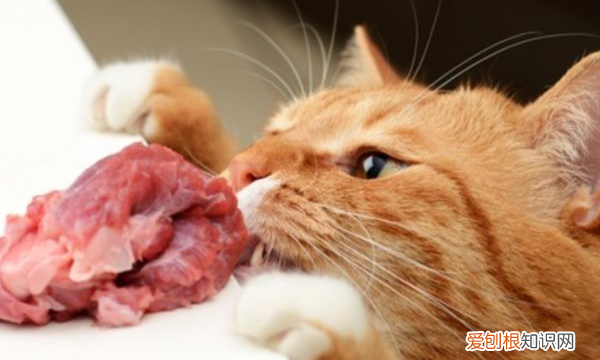 怎么让猫拉屎,猫咪拉屎很臭怎么办