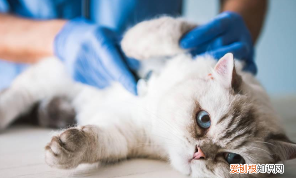 怎么让猫拉屎,猫咪拉屎很臭怎么办