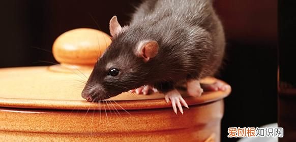 老鼠多怎么消灭，家里老鼠多怎么办杀了四五只还有一只